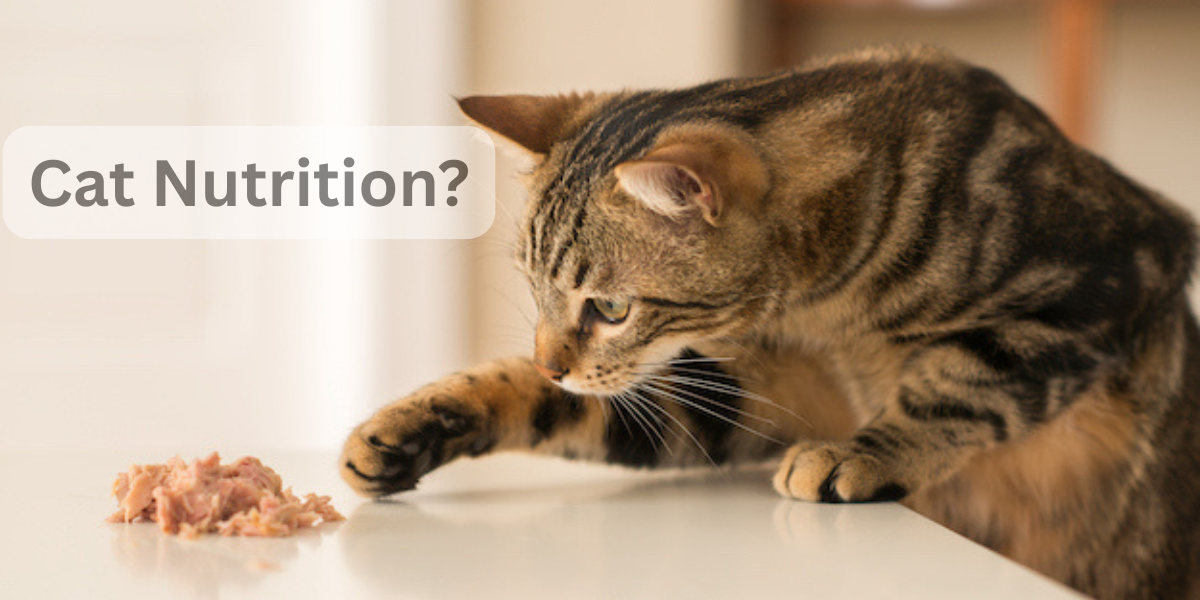 Cat Nutrition