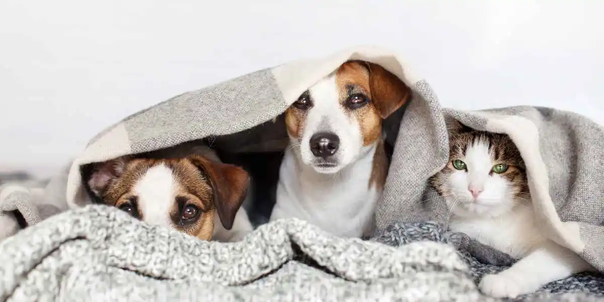 Pet Insurance Without Deductible